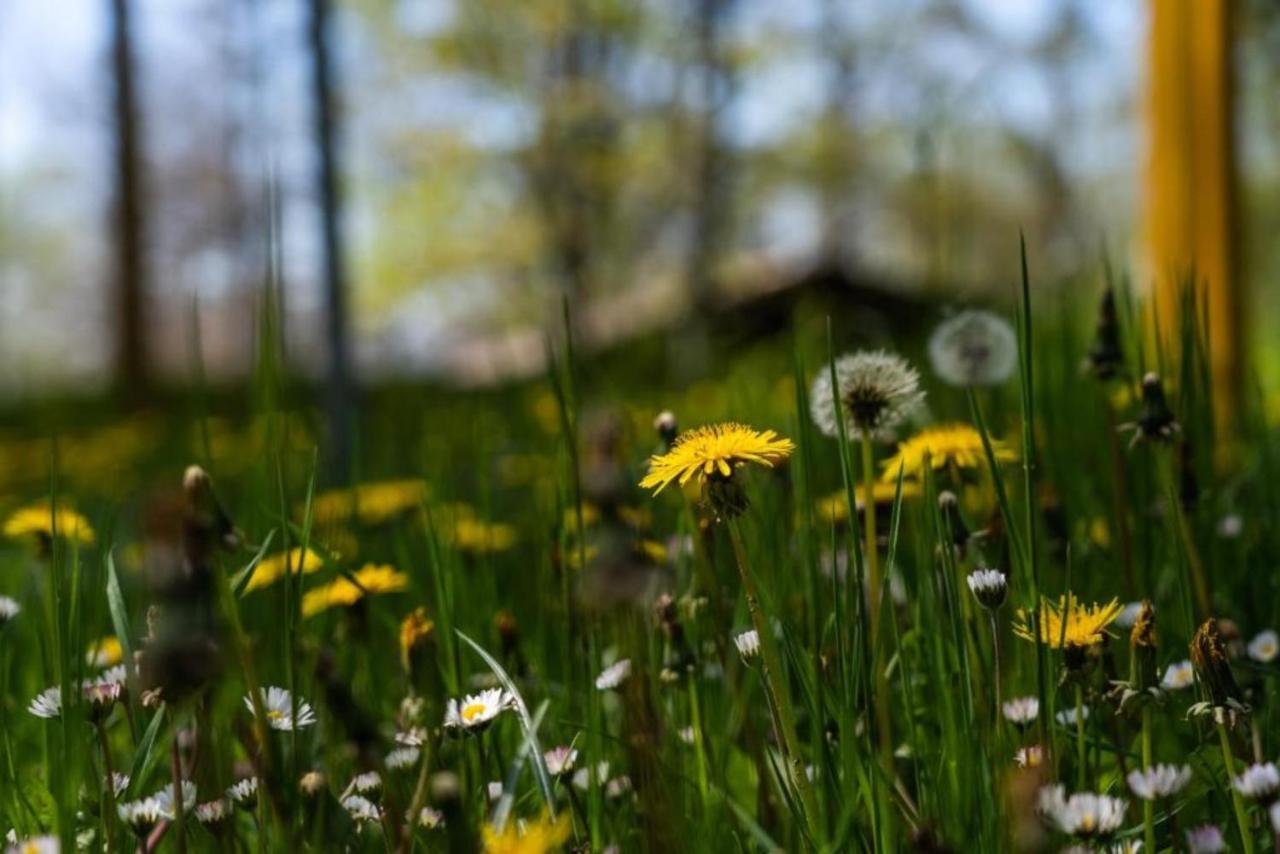 Villaggio Anemone - Chalet Mirtillo Capanne di Sillano ภายนอก รูปภาพ